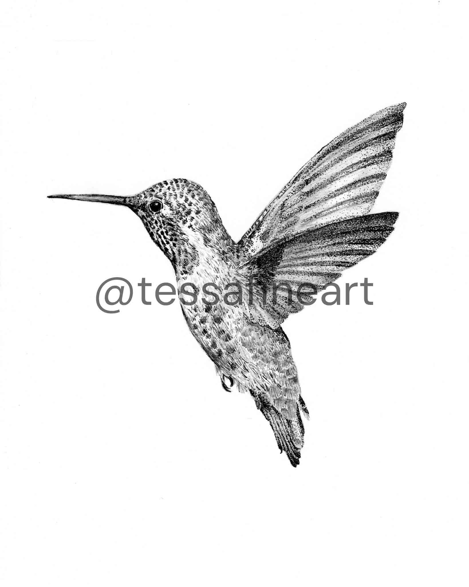 20260804 kolibri right watermarklarge