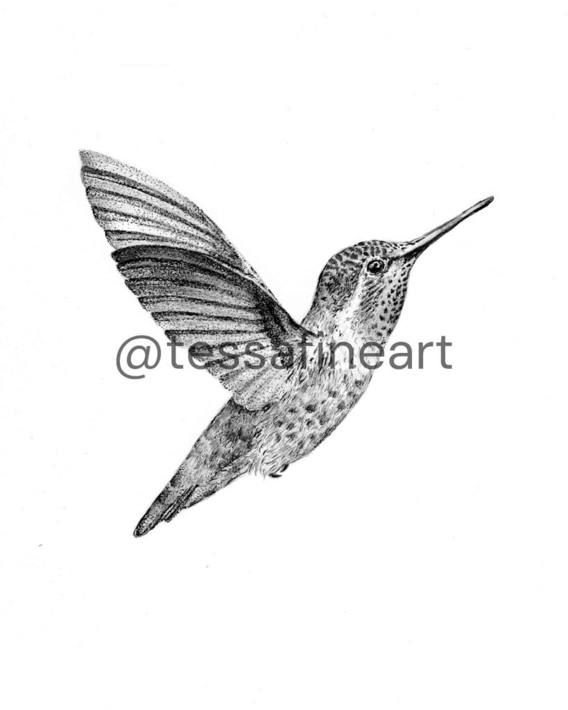 20260804 kolibri left watermarklarge